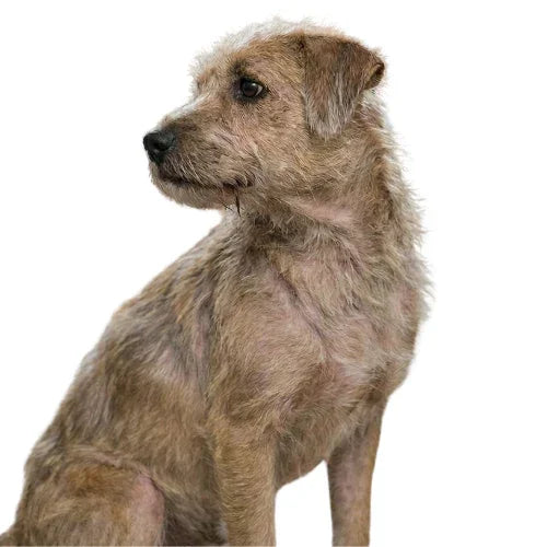 Здравословни лакомства за кучета с пробиотици и зеленоуста мида MultiPaws, подпомагат здравата козина 