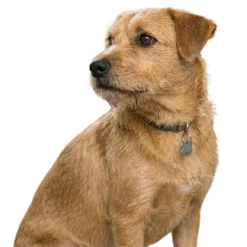 Здравословни лакомства за кучета с пробиотици и зеленоуста мида MultiPaws, с тях кучето изглежда добре 